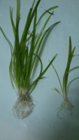 PLANTA VALLISNERIA