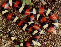 Falsa coral campbelli (lampropeltis triangulum campbelli)