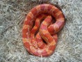 /products/serpiente-de-maizal-guttata/